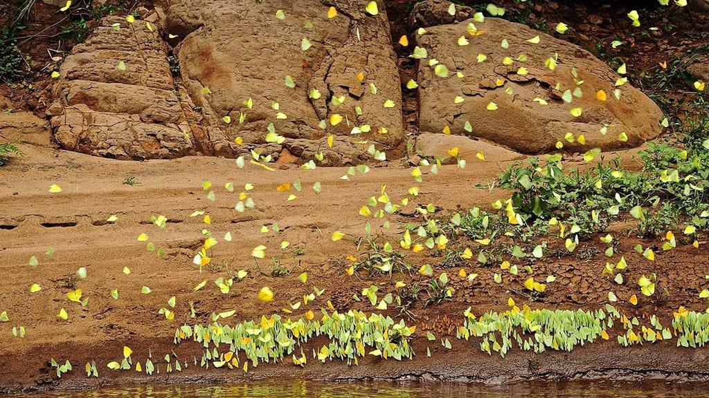 Posada Del Chaman Iguazu Puerto Iguazú Eksteriør billede