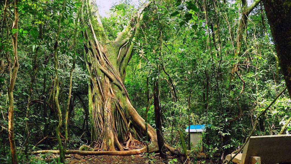 Posada Del Chaman Iguazu Puerto Iguazú Eksteriør billede