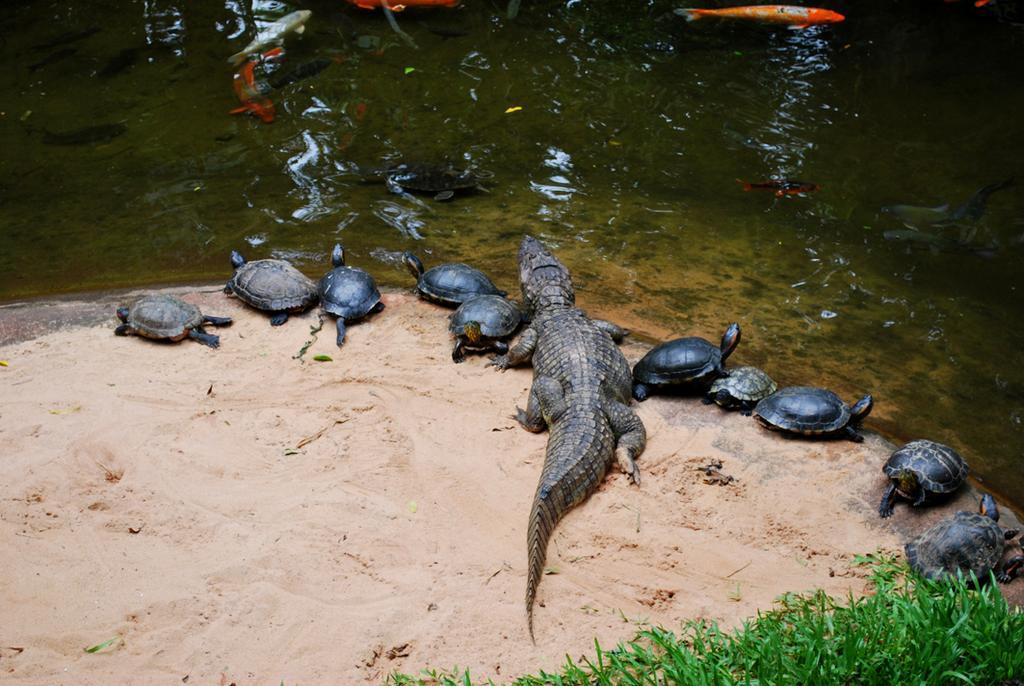 Posada Del Chaman Iguazu Puerto Iguazú Eksteriør billede