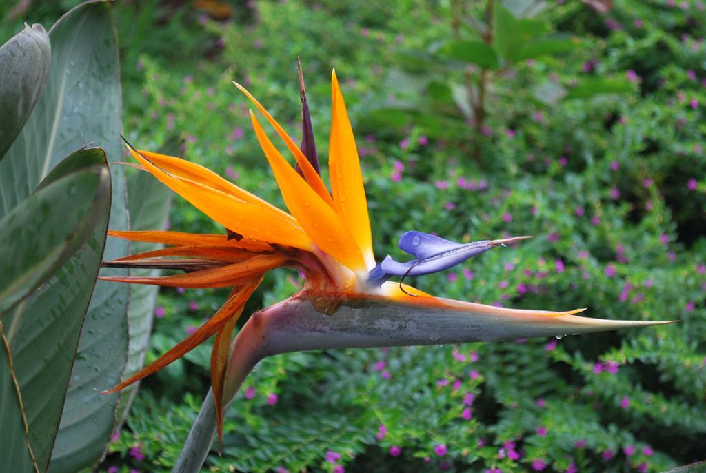 Posada Del Chaman Iguazu Puerto Iguazú Eksteriør billede