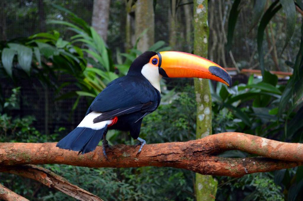 Posada Del Chaman Iguazu Puerto Iguazú Eksteriør billede